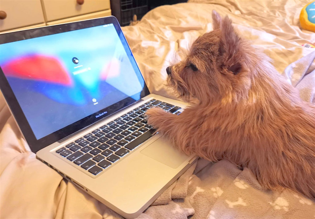 Norwich Terrier looking at a laptop