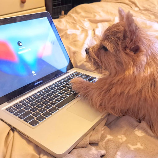 Norwich Terrier looking at a laptop