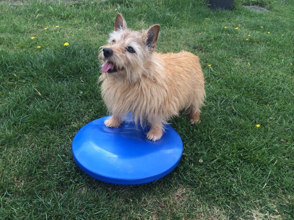 Norwich Terrier stands with front paws on a blue disc