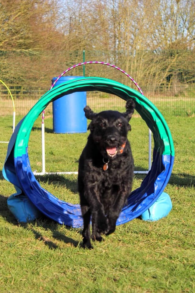 Black dog runs through a Hoopers tunnel happily