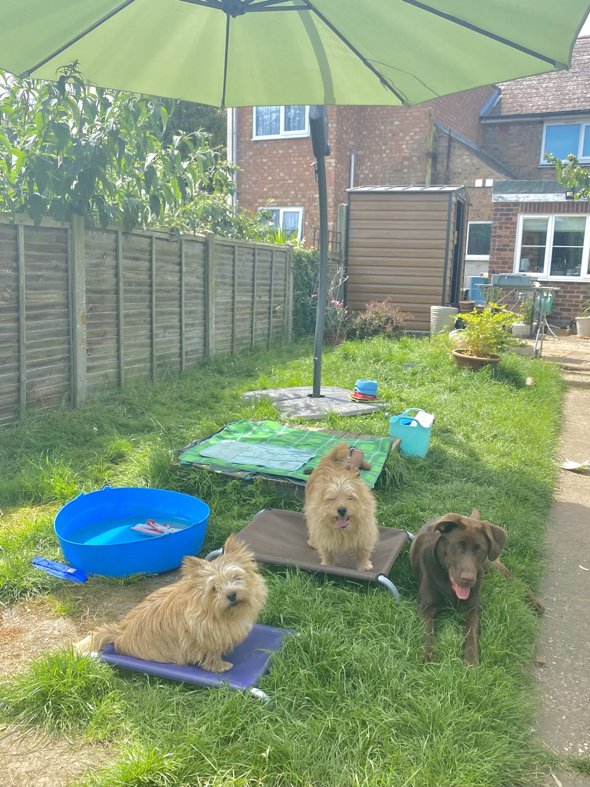 How Hot Is Too Hot For Our Dogs 