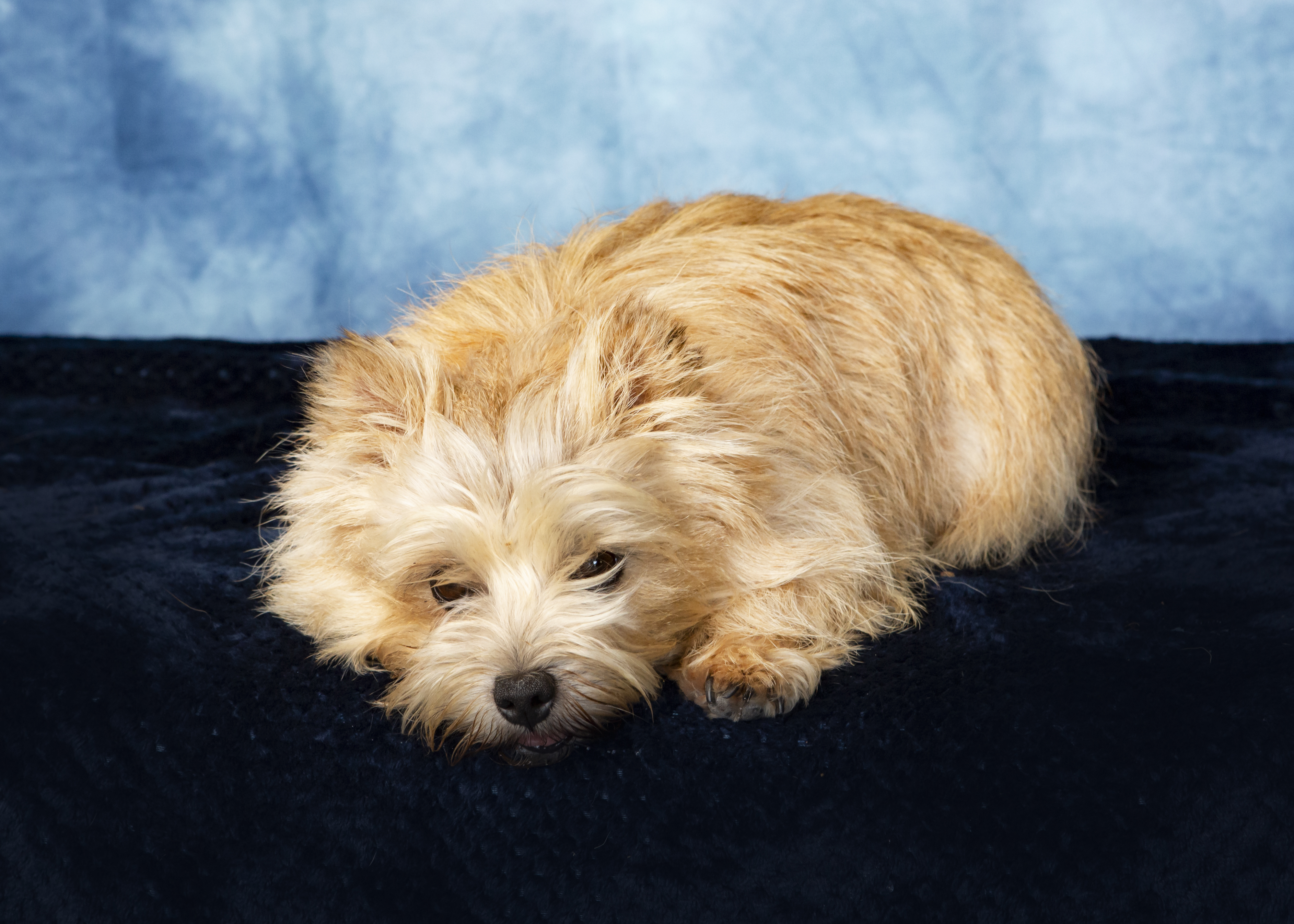 Ripley, a small red terrier, lays on a dark blue blanket with marble effect light blue background with her chin on the blanket too