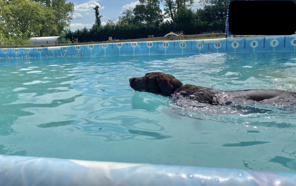 Chocolate Labrador swimming in a dog swimming pool
