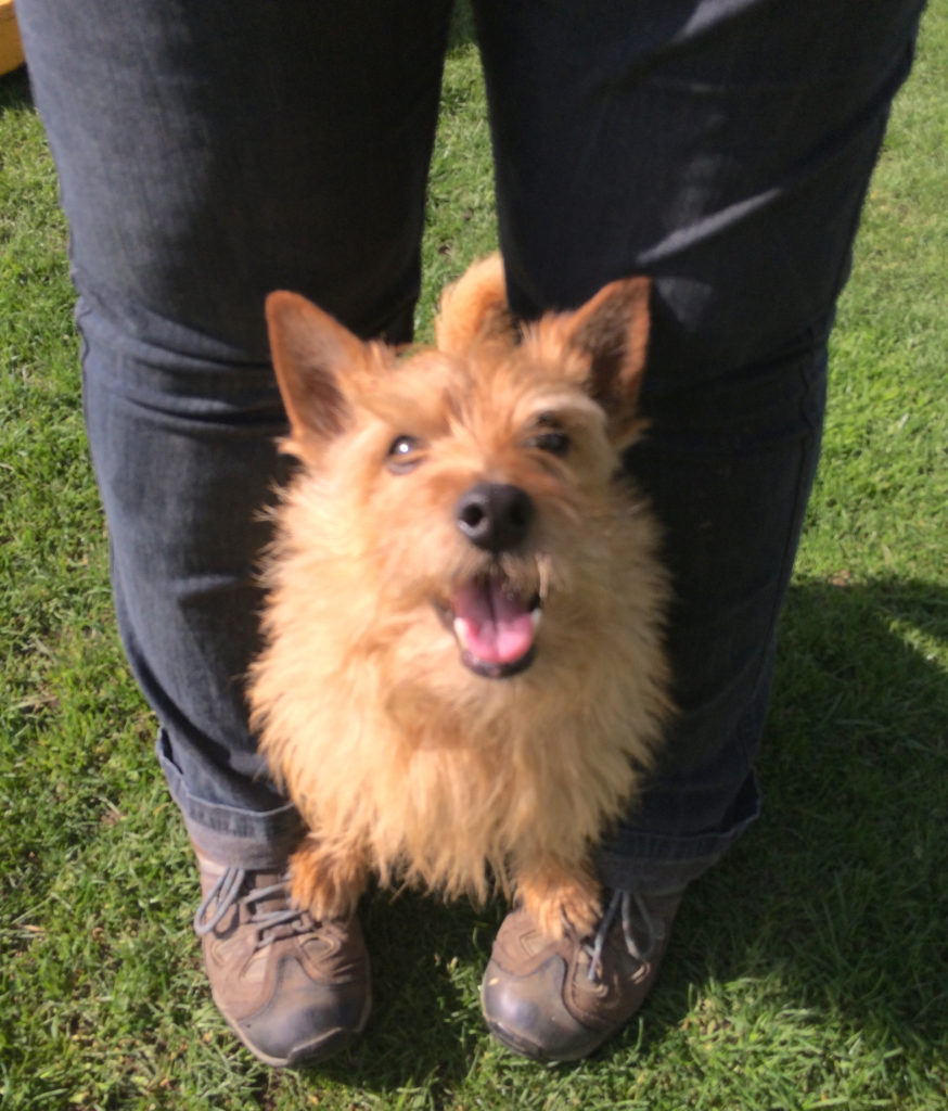 Red terrier looking happy standing between a woman's legs and putting front paws on the woman's feet