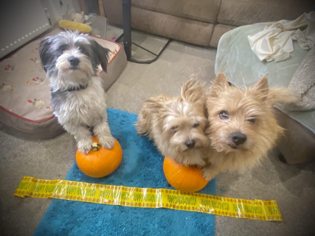 Three dogs with front paws up on pumpkins in a pose