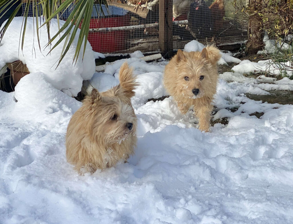 Two small red dogs are running towards the camera in the snow, behind them are some chickens in a wired run.