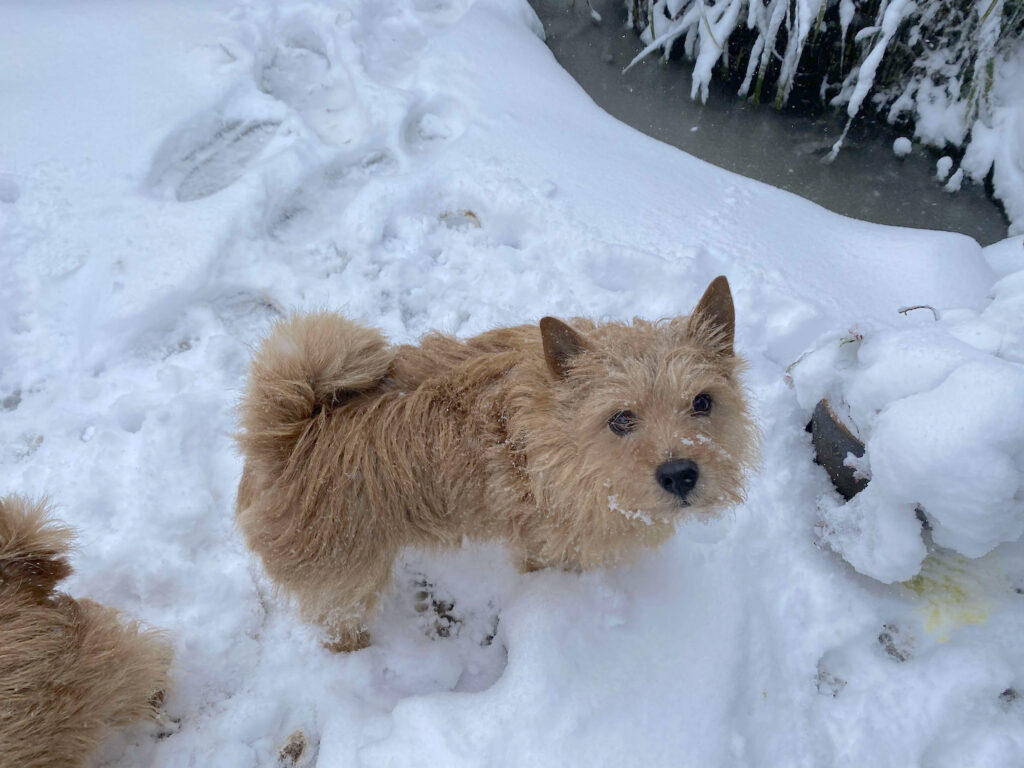 Small red dog stands on the snow looking at the camera unimpressed