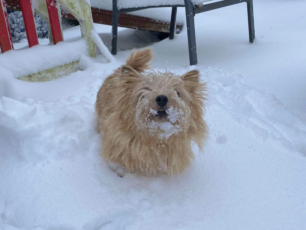 Small red dog stands on snow looking proudly at the camera to show off her snow beard and moustache