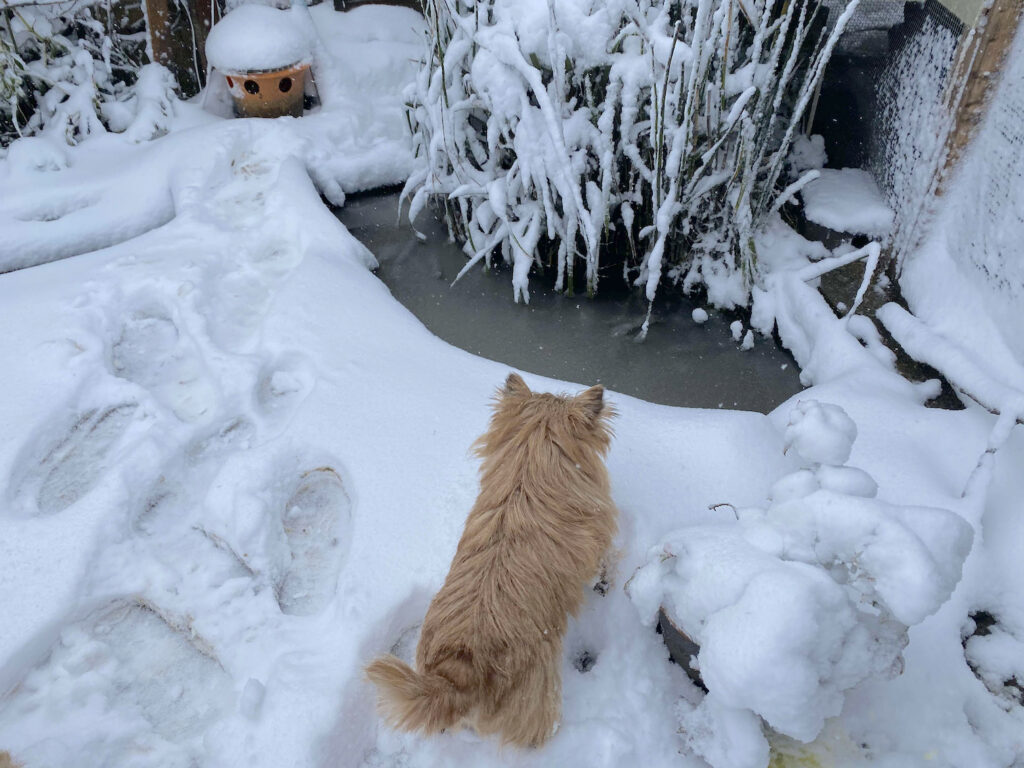 Red small dog looks at a frozen small pond with snow on the ground around her