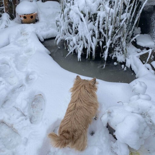 Red small dog looks at a frozen small pond with snow on the ground around her