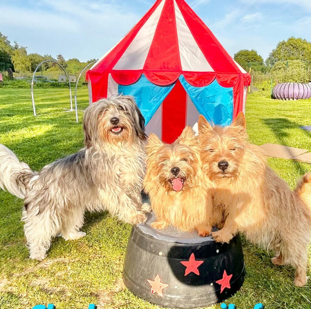 Three dogs pose in front of a circus tent. Two small red terriers and a small white and grey crossbreed