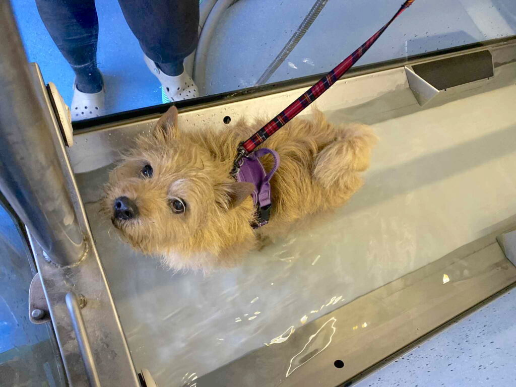Small red terrier walking on a treadmill with water up to his knees as part of strengthening and pain relief