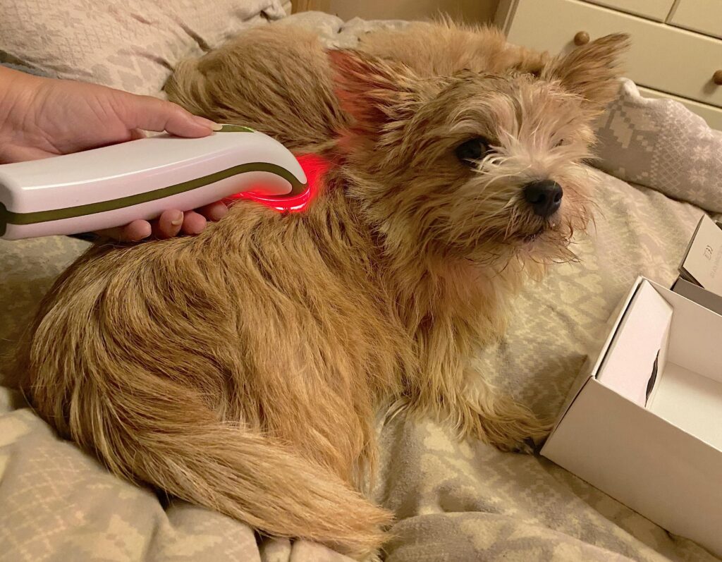 Small red terrier laying down with a red light therapy device being used on her shoulder