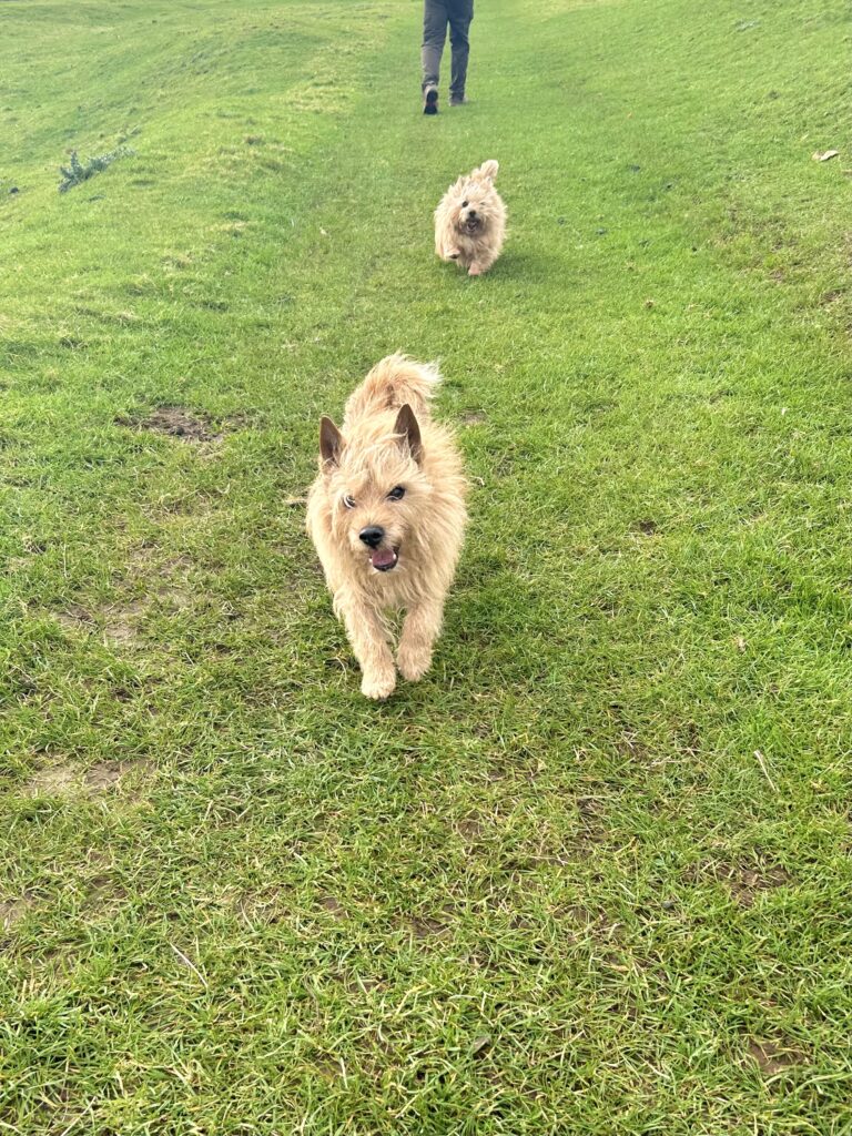 Two small terriers running on grass