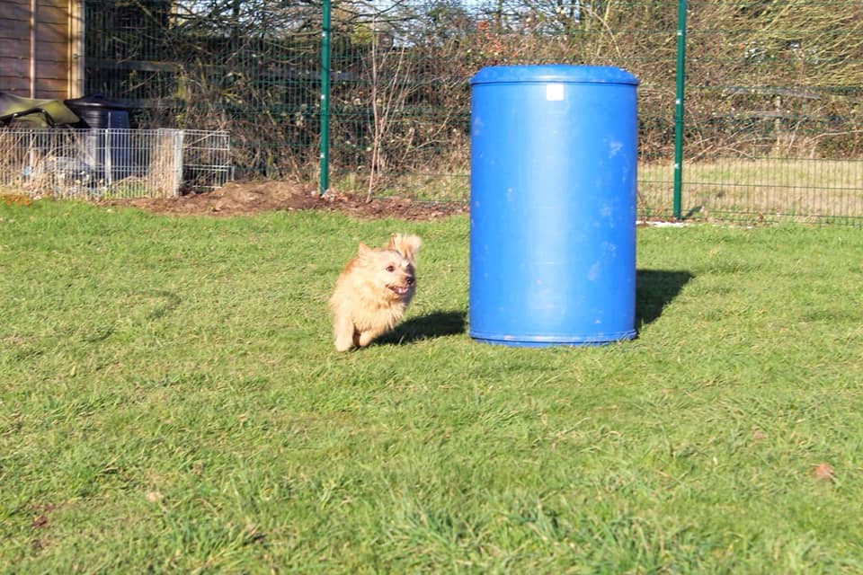 Small red terrier runs around a tall blue plastic barrel in a dog sport called Hoopers