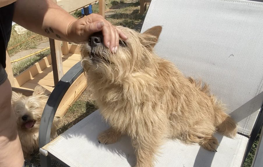 A small red terrier sits on a white garden chair while placing the top of his nose upwards into the cupped hand of a white woman