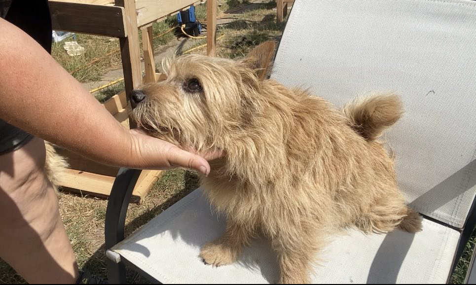 A small red terrier places his chin and beard onto a white woman's hand while he sits on a white garden chair