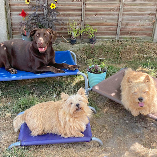 Three dogs chilling on raised beds; Chocolate Labrador and two small Red Terriers.