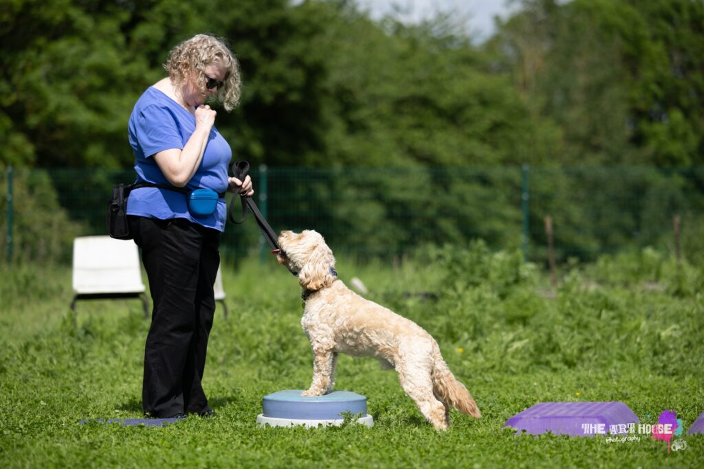 A cream cockerpoo dog stands with front paws on a purple dog fitness disc in a field of green grass with back feet on the grass facing his owner who is a lady wearing a blue top and black trousers