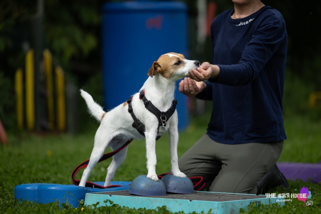 White Parson Russell Terrier standing on a blue fitness disk with front paws on two purple fitness pods while being lured with a treat by her mum in a blue top.