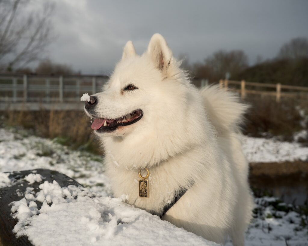 A white fluffy dog is standing in the snow smiling with a small pile of snowflakes on the tip of her nose