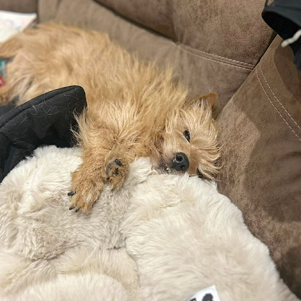 Small red terrier sleeping on a brown sofa with his legs wrapped around a white snuggly blanket
