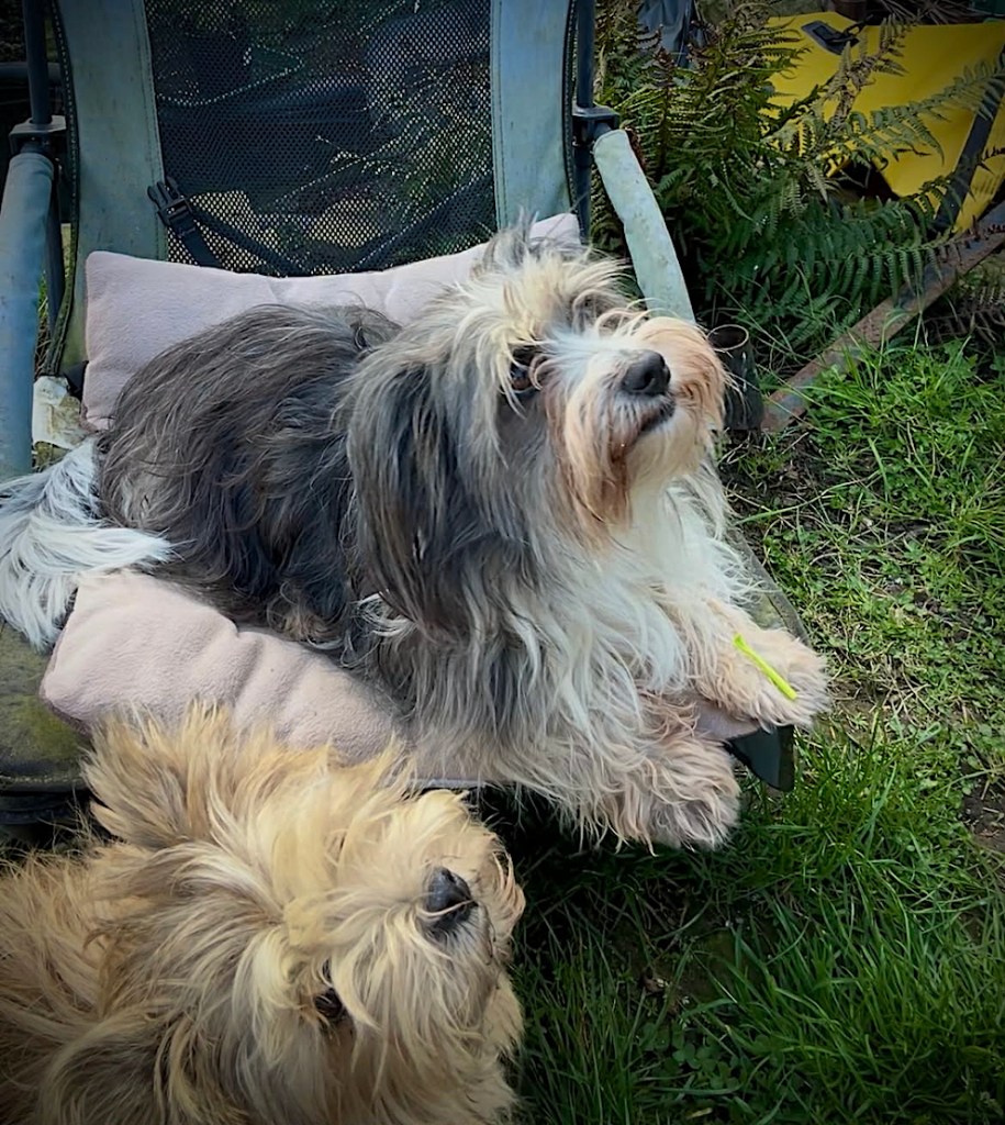 A grey and white scruffy dog lays on a blue garden chair with a beige mat with a bright green plastic tool for removing ticks placed on her paw to show it off. Next to her is a small red terrier standing on the grass. You can only see the red dog's head and neck. Both dogs are looking upwards.