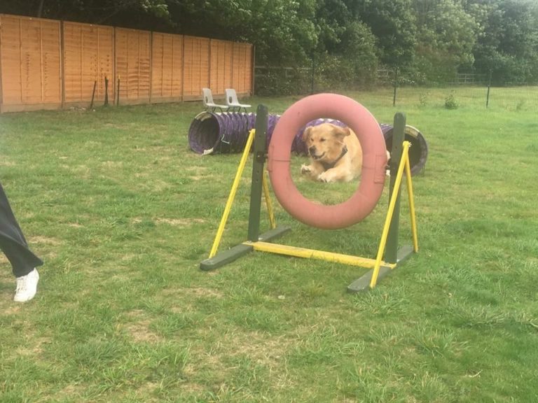 Agility Classes Dog Training Essex and Suffolk