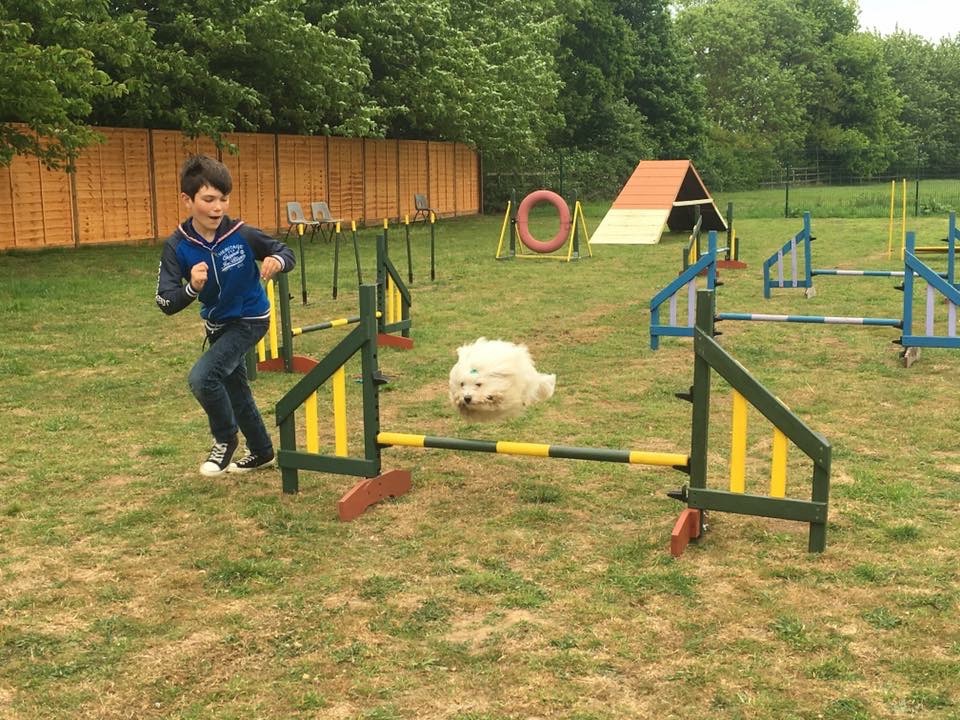 Agility Classes – Dog Training Essex and Suffolk